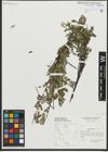 Foto von Salix repens subsp. repens L.